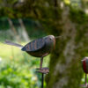 Metal Robins on Stakes Set of Three